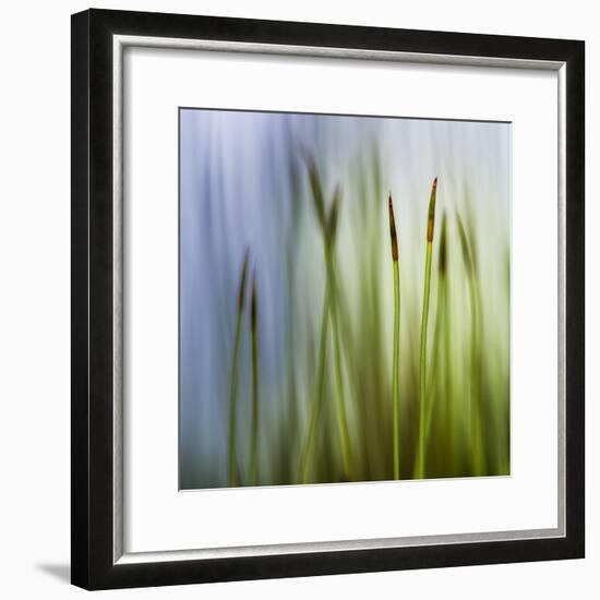 Moss-Ursula Abresch-Framed Photographic Print