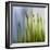 Moss-Ursula Abresch-Framed Photographic Print