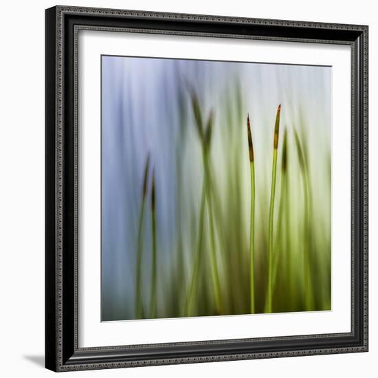 Moss-Ursula Abresch-Framed Photographic Print