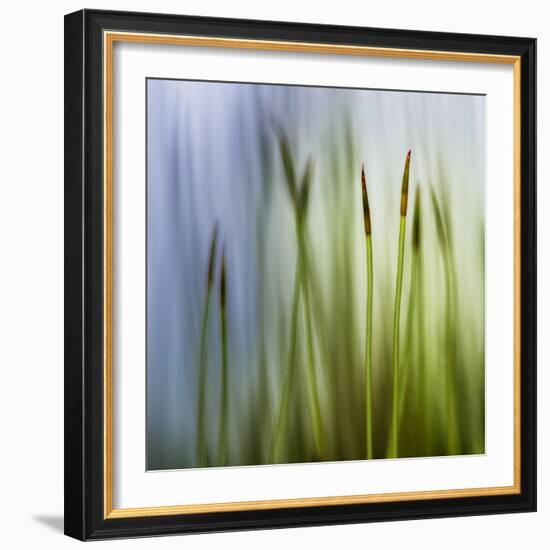 Moss-Ursula Abresch-Framed Photographic Print