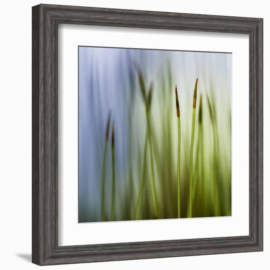 Moss-Ursula Abresch-Framed Premium Photographic Print