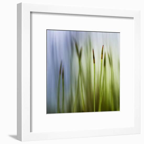 Moss-Ursula Abresch-Framed Premium Photographic Print