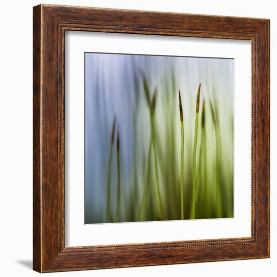 Moss-Ursula Abresch-Framed Premium Photographic Print