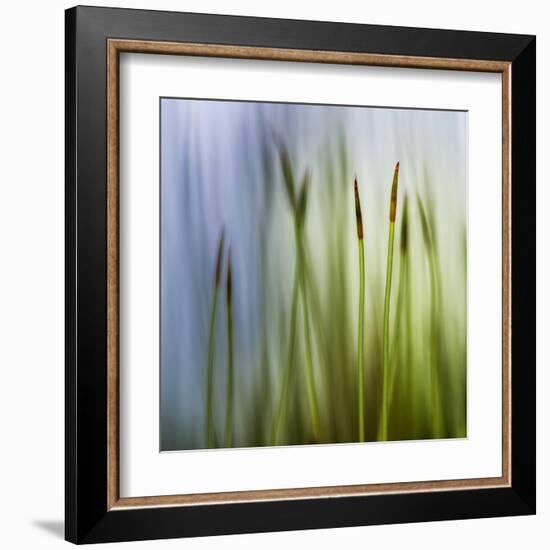 Moss-Ursula Abresch-Framed Premium Photographic Print