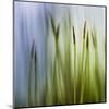 Moss-Ursula Abresch-Mounted Premium Photographic Print