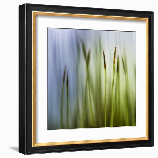 Moss-Ursula Abresch-Framed Premium Photographic Print