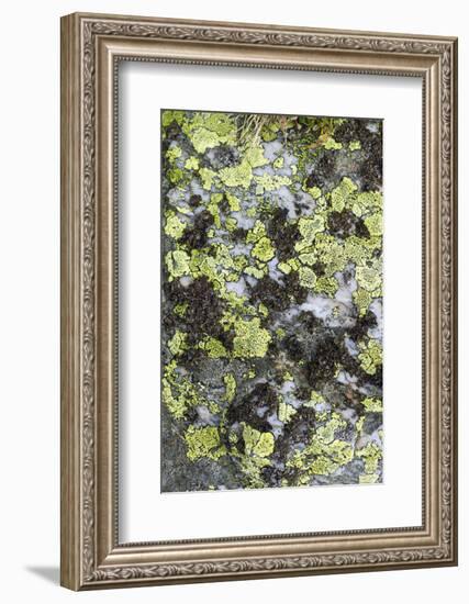 Mosses and lichens on a mountain rock, Hohe Tauern, Carinthia, East Tyrol, Austria-Christian Zappel-Framed Photographic Print