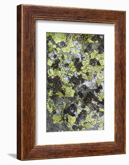 Mosses and lichens on a mountain rock, Hohe Tauern, Carinthia, East Tyrol, Austria-Christian Zappel-Framed Photographic Print