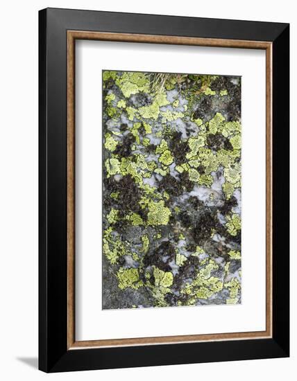 Mosses and lichens on a mountain rock, Hohe Tauern, Carinthia, East Tyrol, Austria-Christian Zappel-Framed Photographic Print