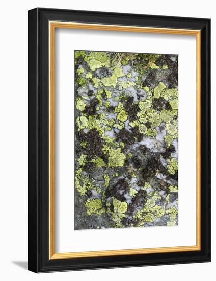 Mosses and lichens on a mountain rock, Hohe Tauern, Carinthia, East Tyrol, Austria-Christian Zappel-Framed Photographic Print