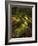 Mossy Boulders, Dartmoor National Park, Devon, England, United Kingdom, Europe-Jeremy Lightfoot-Framed Photographic Print