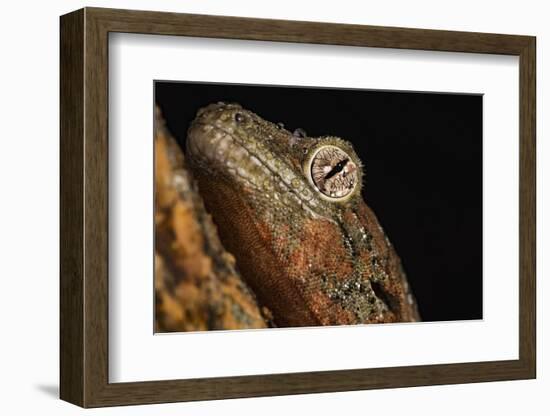 Mossy gecko (Rhacodactylus Chahoua), captive, United Kingdom, Europe-Janette Hill-Framed Photographic Print