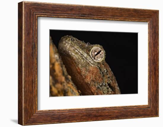 Mossy gecko (Rhacodactylus Chahoua), captive, United Kingdom, Europe-Janette Hill-Framed Photographic Print
