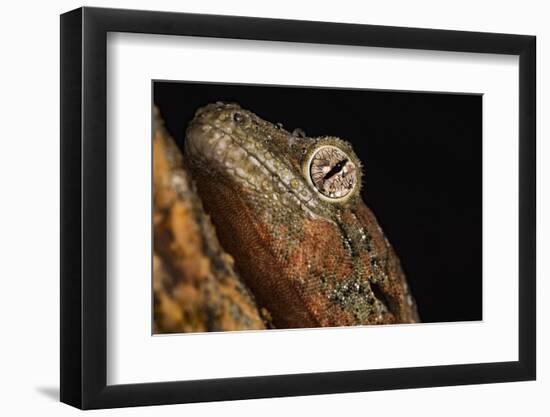 Mossy gecko (Rhacodactylus Chahoua), captive, United Kingdom, Europe-Janette Hill-Framed Photographic Print