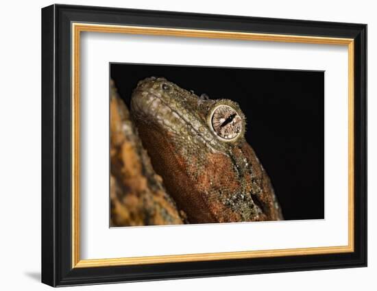 Mossy gecko (Rhacodactylus Chahoua), captive, United Kingdom, Europe-Janette Hill-Framed Photographic Print