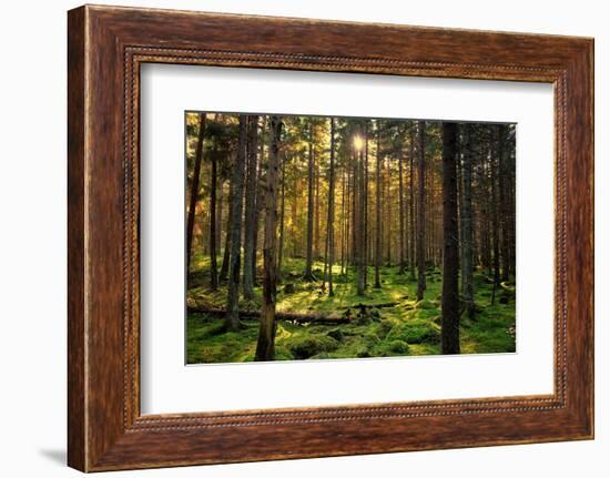 Mossy Green Forest-Bj¶rn Forenius-Framed Photographic Print