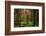 Mossy Green Forest-Bj¶rn Forenius-Framed Photographic Print