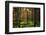Mossy Green Forest-Bj¶rn Forenius-Framed Photographic Print