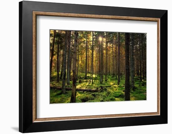 Mossy Green Forest-Bj¶rn Forenius-Framed Photographic Print