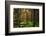 Mossy Green Forest-Bj¶rn Forenius-Framed Photographic Print