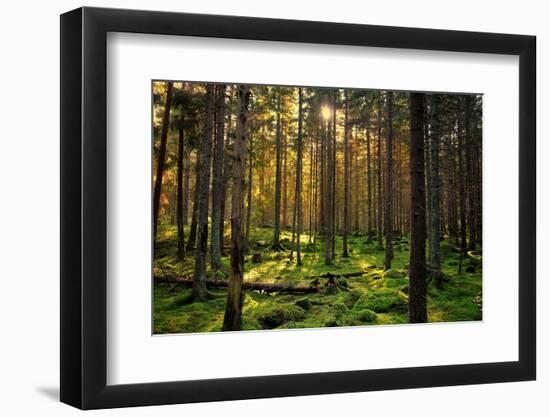 Mossy Green Forest-Bj¶rn Forenius-Framed Photographic Print