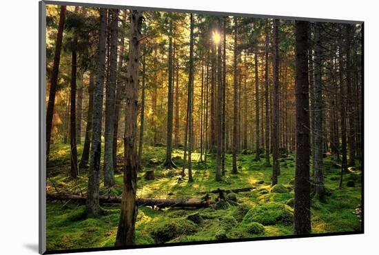 Mossy Green Forest-Bj¶rn Forenius-Mounted Photographic Print