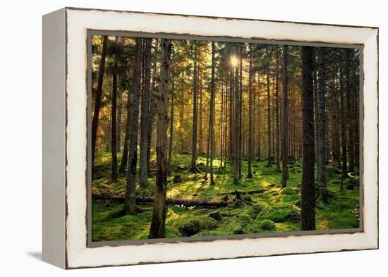 Mossy Green Forest-Bj¶rn Forenius-Framed Premier Image Canvas