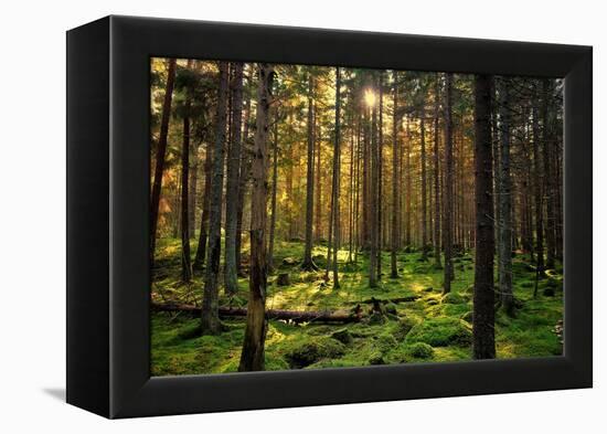 Mossy Green Forest-Bj¶rn Forenius-Framed Premier Image Canvas