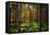 Mossy Green Forest-Bj¶rn Forenius-Framed Premier Image Canvas