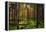 Mossy Green Forest-Bj¶rn Forenius-Framed Premier Image Canvas