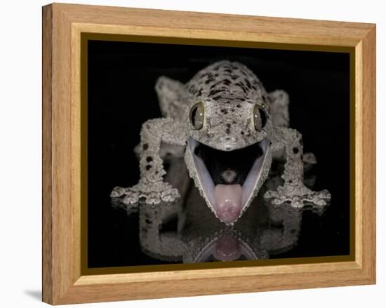 Mossy Leaf-Tailed Gecko, (Uroplatus Sikorae) Captive from Madgascar-Michael D. Kern-Framed Premier Image Canvas