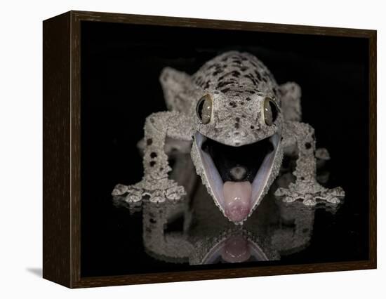 Mossy Leaf-Tailed Gecko, (Uroplatus Sikorae) Captive from Madgascar-Michael D. Kern-Framed Premier Image Canvas