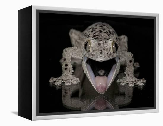 Mossy Leaf-Tailed Gecko, (Uroplatus Sikorae) Captive from Madgascar-Michael D. Kern-Framed Premier Image Canvas