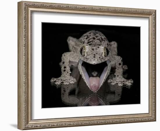 Mossy Leaf-Tailed Gecko, (Uroplatus Sikorae) Captive from Madgascar-Michael D. Kern-Framed Photographic Print