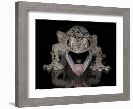 Mossy Leaf-Tailed Gecko, (Uroplatus Sikorae) Captive from Madgascar-Michael D. Kern-Framed Photographic Print