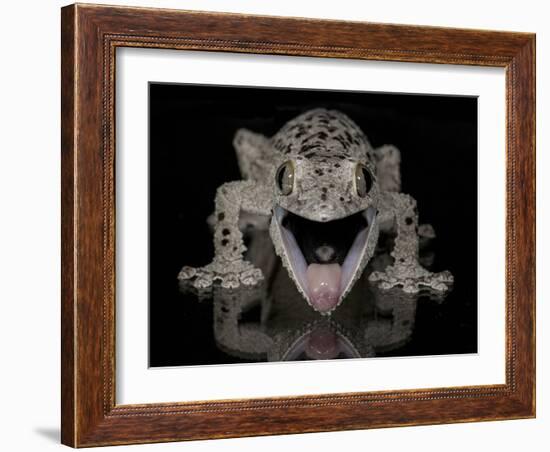 Mossy Leaf-Tailed Gecko, (Uroplatus Sikorae) Captive from Madgascar-Michael D. Kern-Framed Photographic Print