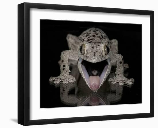 Mossy Leaf-Tailed Gecko, (Uroplatus Sikorae) Captive from Madgascar-Michael D. Kern-Framed Photographic Print