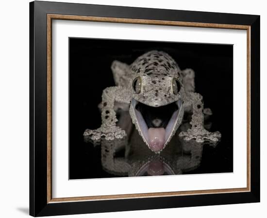 Mossy Leaf-Tailed Gecko, (Uroplatus Sikorae) Captive from Madgascar-Michael D. Kern-Framed Photographic Print