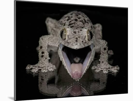 Mossy Leaf-Tailed Gecko, (Uroplatus Sikorae) Captive from Madgascar-Michael D. Kern-Mounted Photographic Print