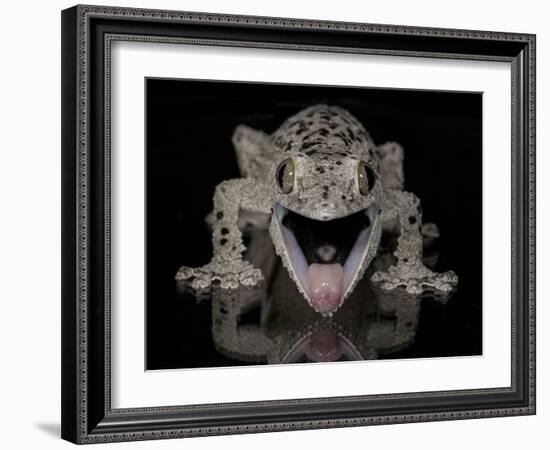 Mossy Leaf-Tailed Gecko, (Uroplatus Sikorae) Captive from Madgascar-Michael D. Kern-Framed Photographic Print