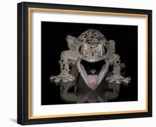 Mossy Leaf-Tailed Gecko, (Uroplatus Sikorae) Captive from Madgascar-Michael D. Kern-Framed Photographic Print