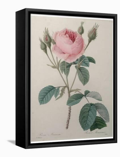 Mossy Rose-Pierre-Joseph Redoute-Framed Stretched Canvas