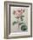 Mossy Rose-Pierre-Joseph Redoute-Framed Art Print