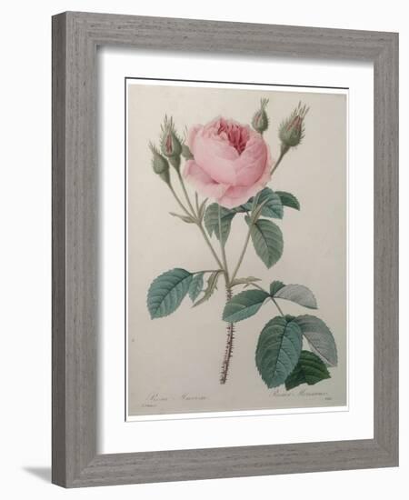 Mossy Rose-Pierre-Joseph Redoute-Framed Art Print