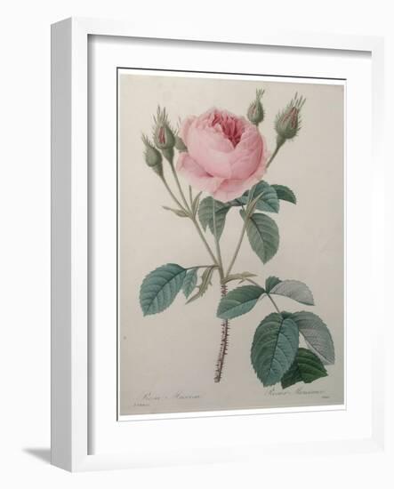 Mossy Rose-Pierre-Joseph Redoute-Framed Art Print