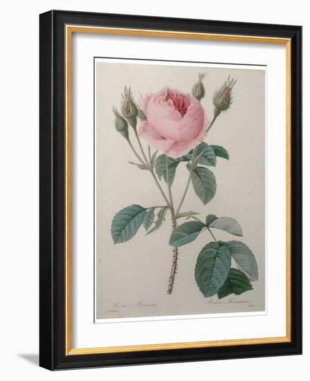 Mossy Rose-Pierre-Joseph Redoute-Framed Art Print