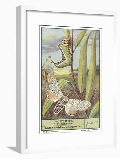 Moth and Caterpillar-null-Framed Art Print