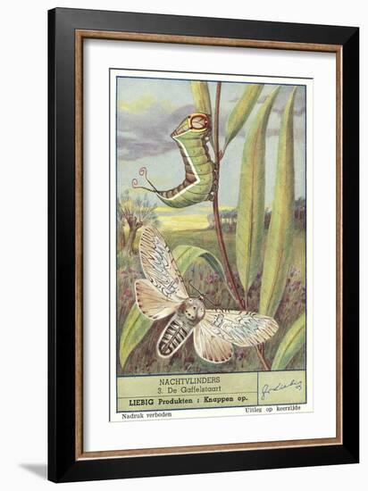 Moth and Caterpillar-null-Framed Art Print