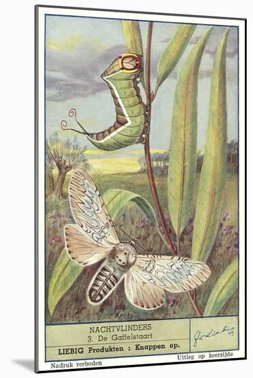 Moth and Caterpillar-null-Mounted Art Print