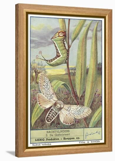 Moth and Caterpillar-null-Framed Stretched Canvas